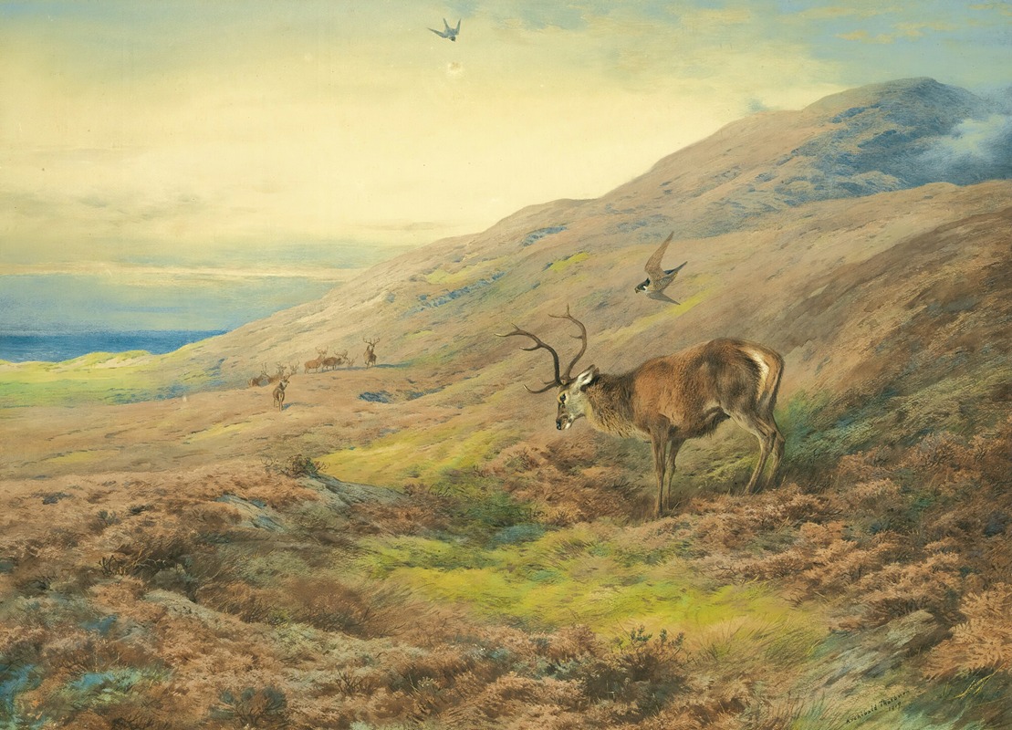 Archibald Thorburn - In The Highlands, Red Stag Mobbed By A Pair Of Peregrines