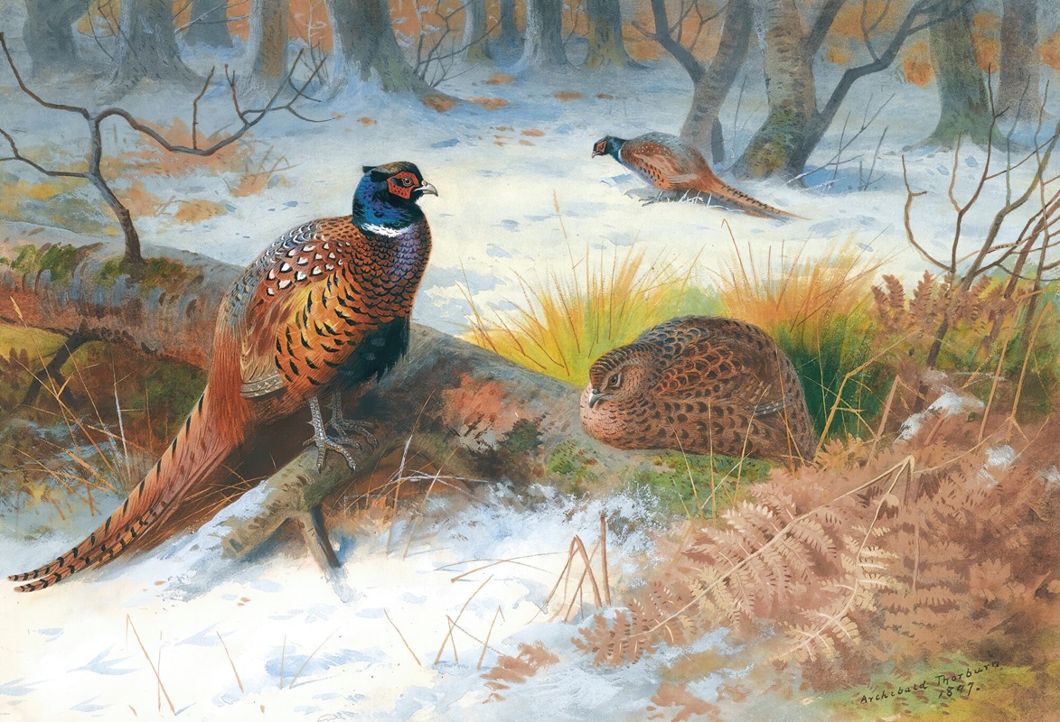 Archibald Thorburn - Pheasants In The Snow