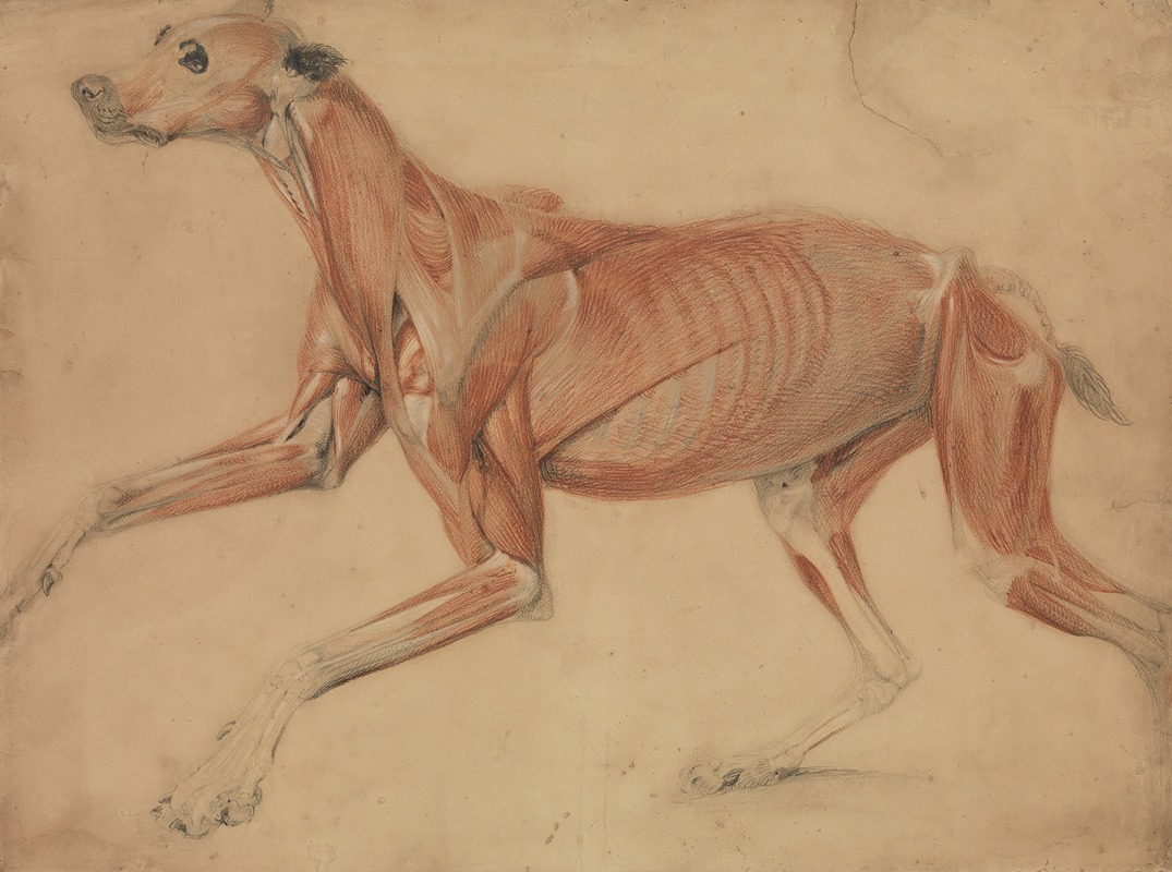 Charles Landseer - A Full Size Écorché Study of a Hound