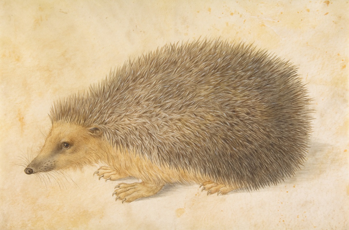 Hans Hoffmann - A Hedgehog (Erinaceus roumanicus)