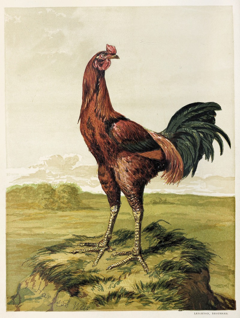 Harrison Weir - Malay Cock