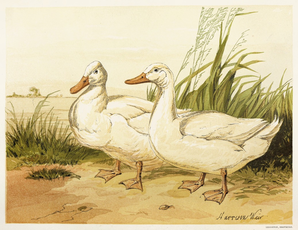 Harrison Weir - White Aylesbury Ducks