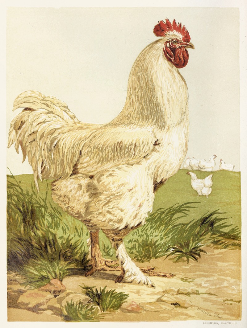 Harrison Weir - White Cochin Cock