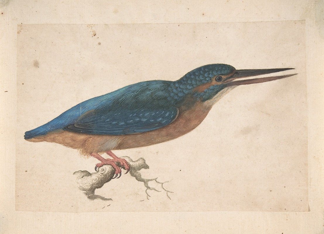 Jacques Le Moyne de Morgues - A Kingfisher on a Branch