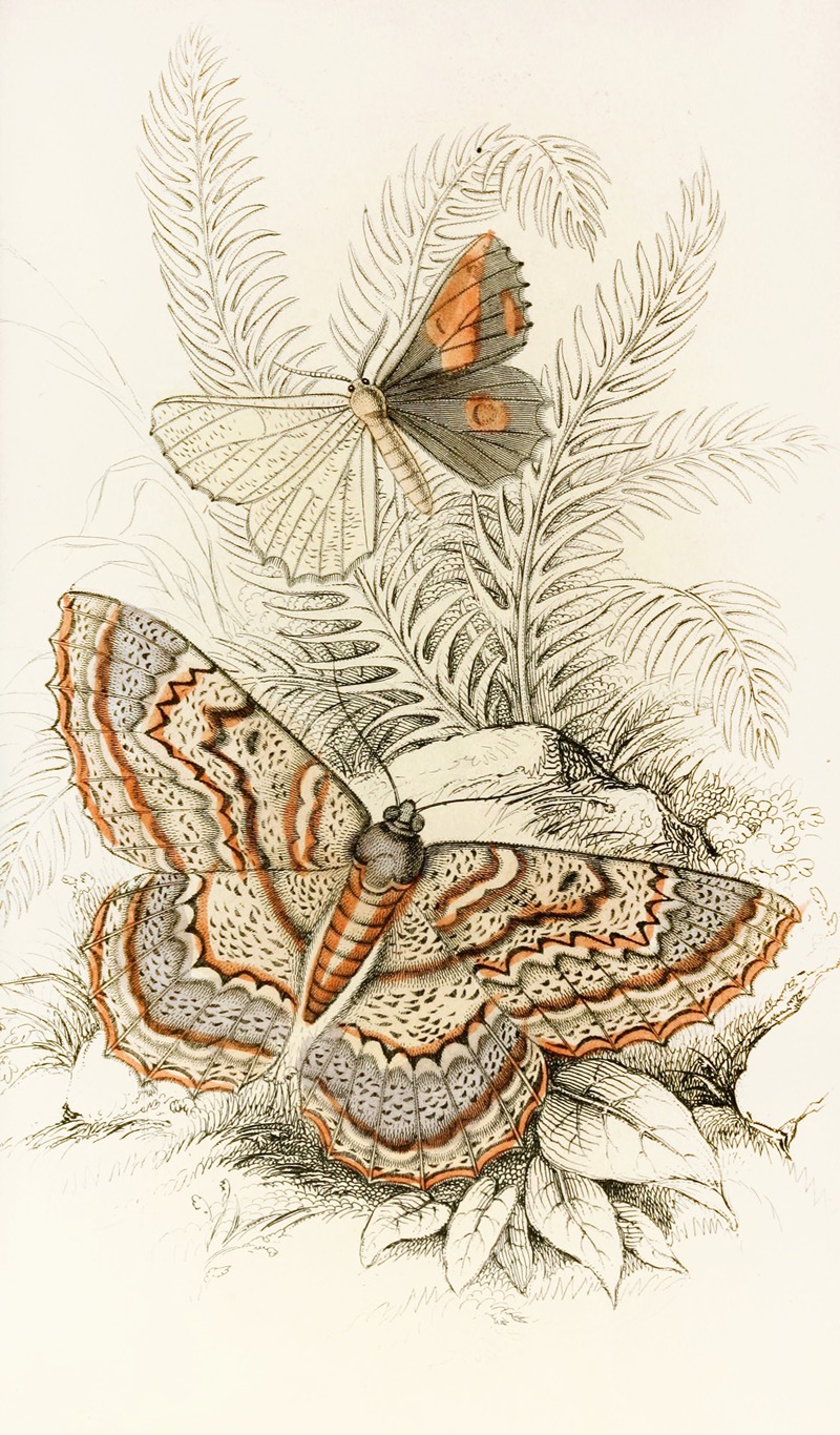 James Duncan - Angerona prunaria, Alcis scolopacea