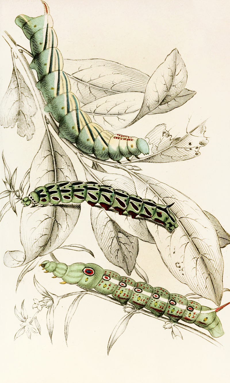 James Duncan - Caterpillar of Metopsilus Tersa, Sphinx Chionanthi, Sphinx Gaurae