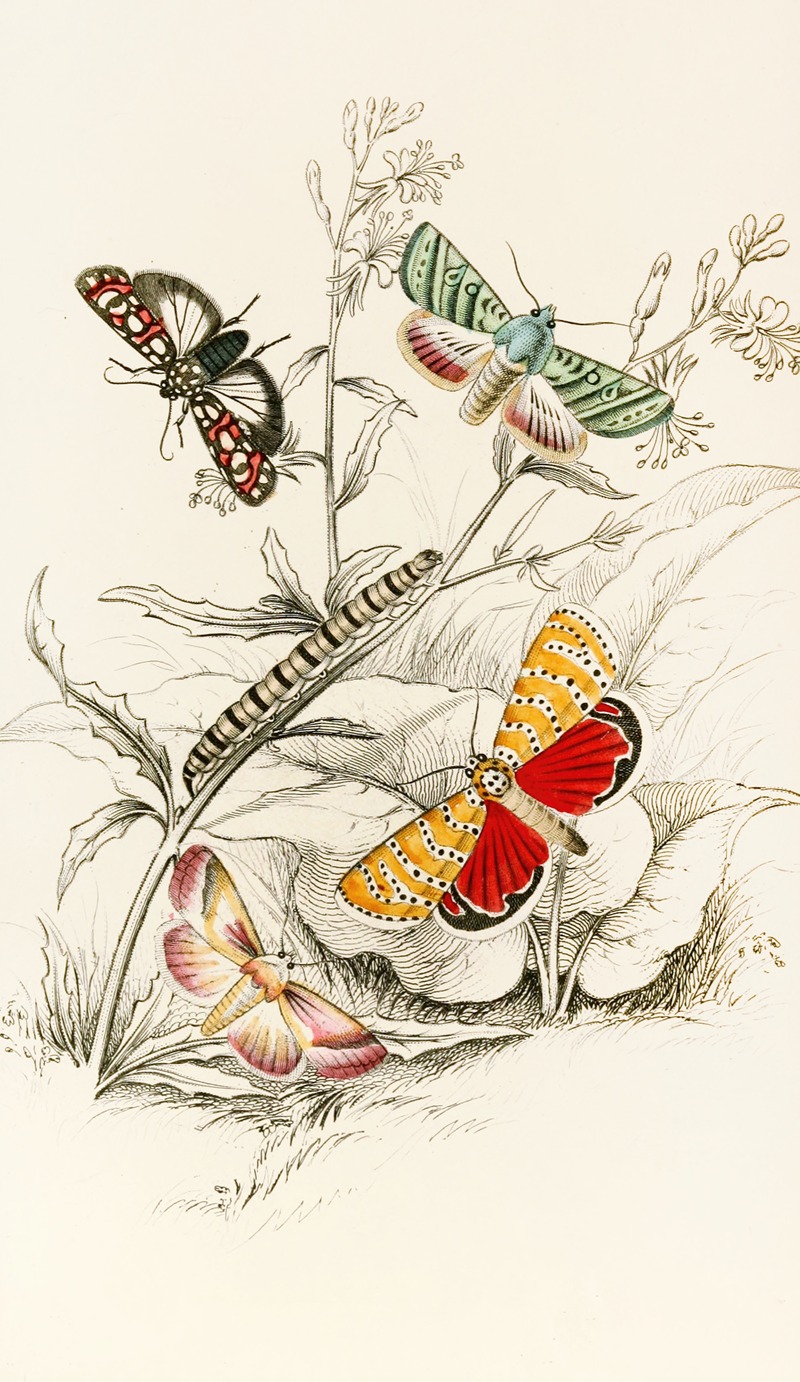 James Duncan - Deiopeia bella, Cydosia nobilitella, Chloridea Rhexiae
