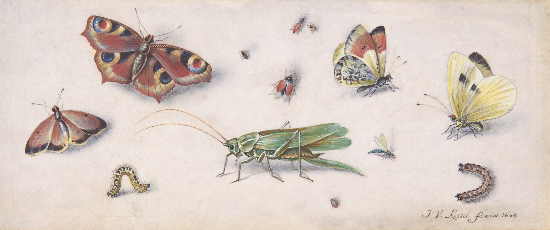 Jan Van Kessel The Elder - Insects, Butterflies, and a Grasshopper