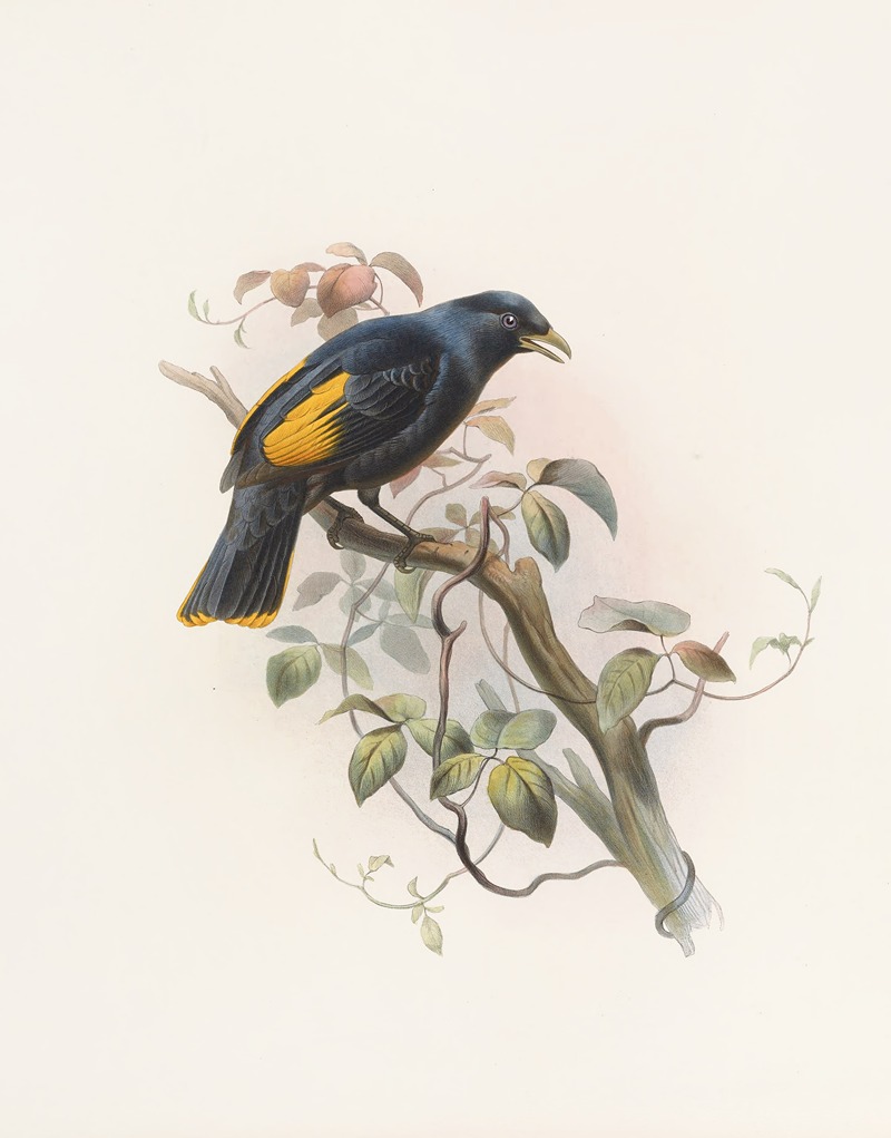 Daniel Giraud Elliot - Ptilonorhynchus Rawnsleyi