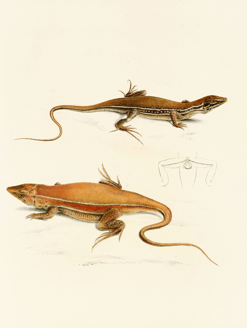 Sir Andrew Smith - Acanthodactylus Capensis