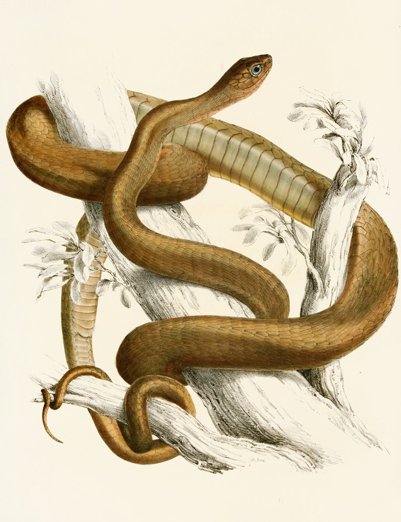 Sir Andrew Smith - Bucephalus Capensis Var B.