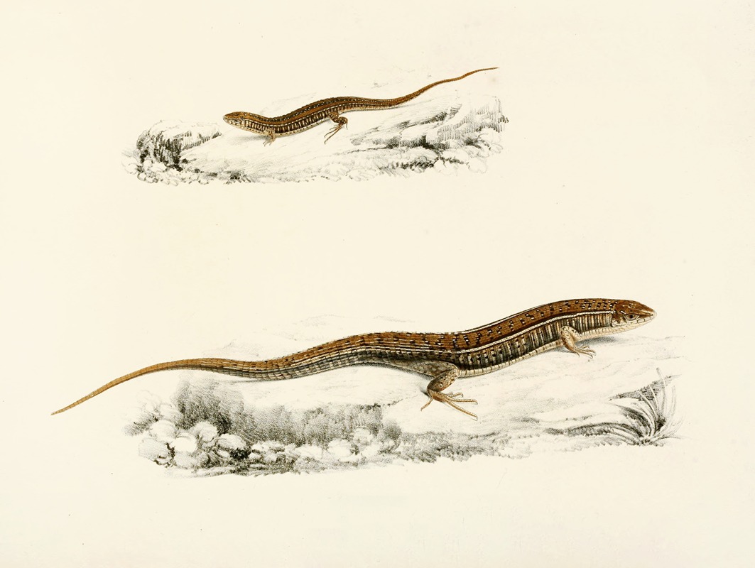 Sir Andrew Smith - Gerrhosaurus Flavigularis (Adult, Young)