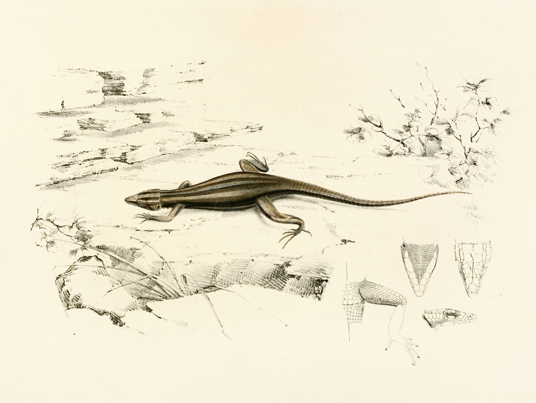 Sir Andrew Smith - Platysaurus Capensis
