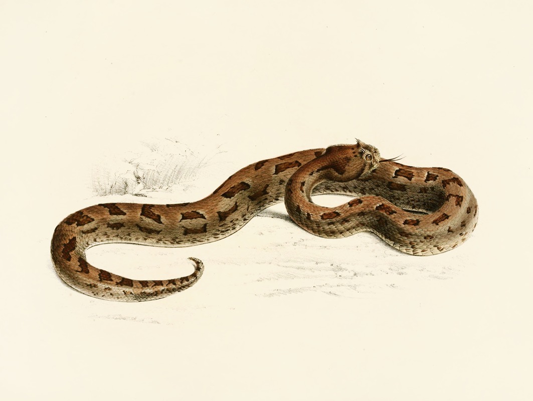 Sir Andrew Smith - Vipera Lophophrys
