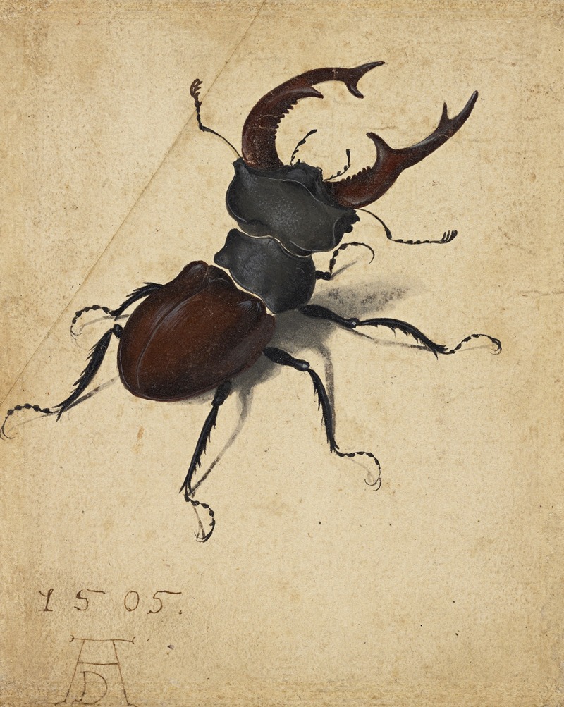 Albrecht Dürer - Stag Beetle