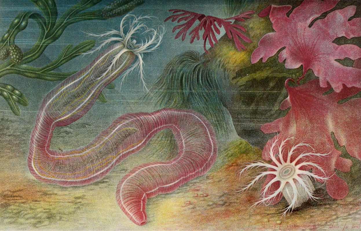 Alfred Frédol - Holothurie des iles de Chausey
