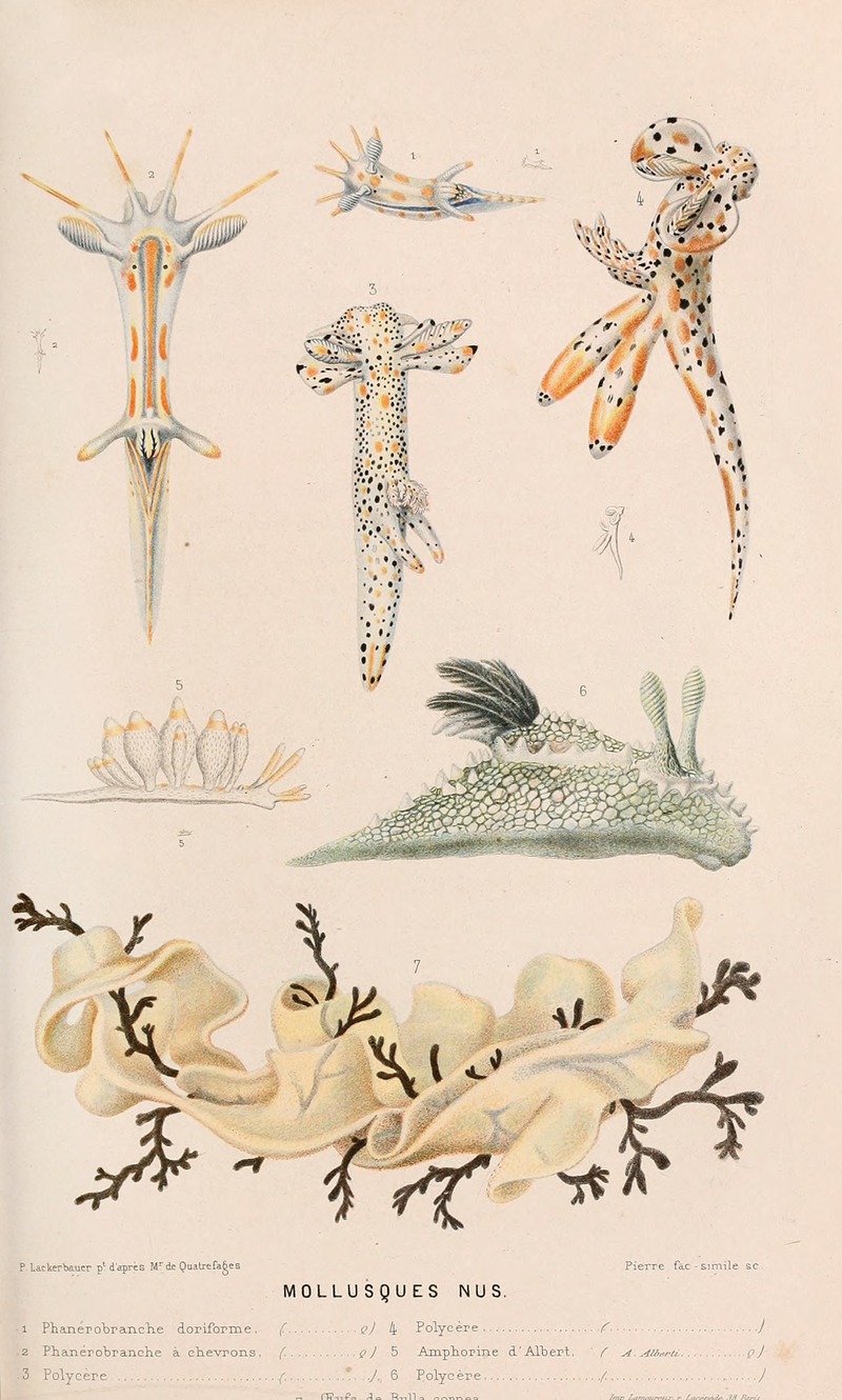Alfred Frédol - Mollusques nus II