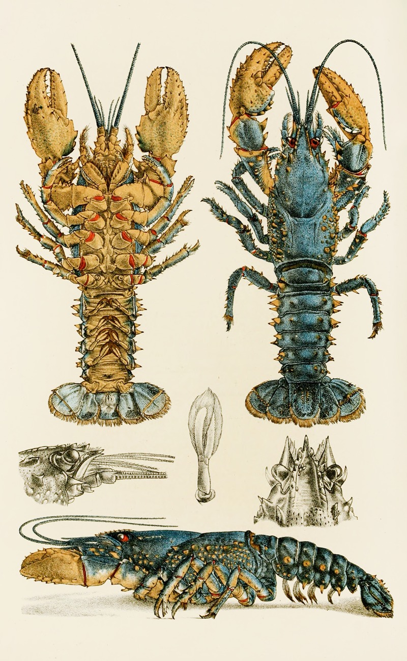 Frederick McCoy - Crustacea II