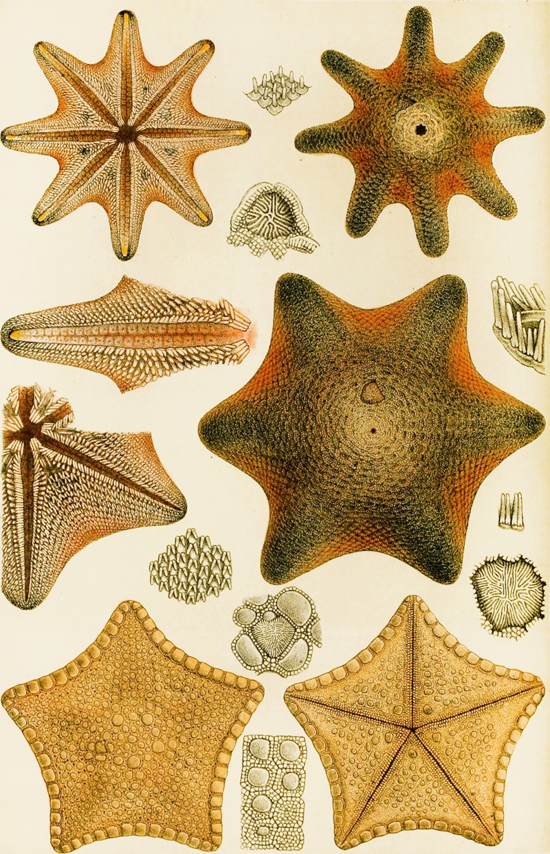 Frederick McCoy - Echinodermata