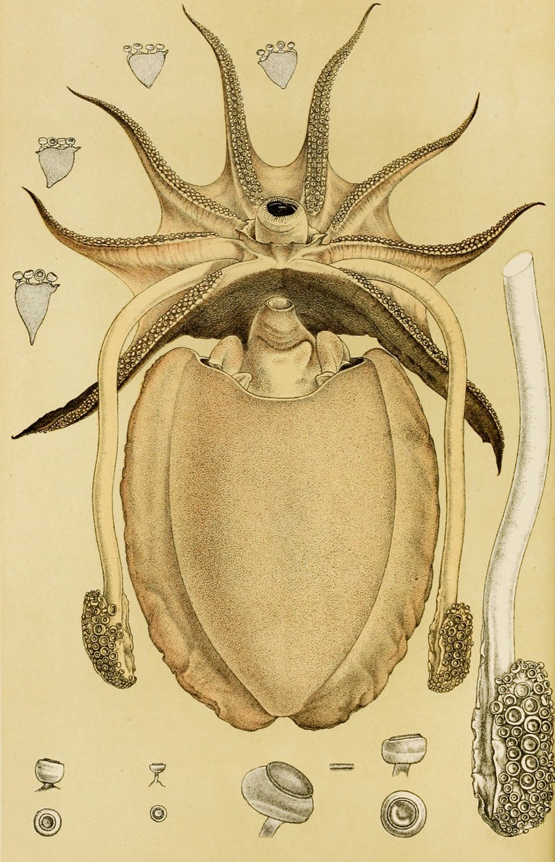 Frederick McCoy - Mollusca IV