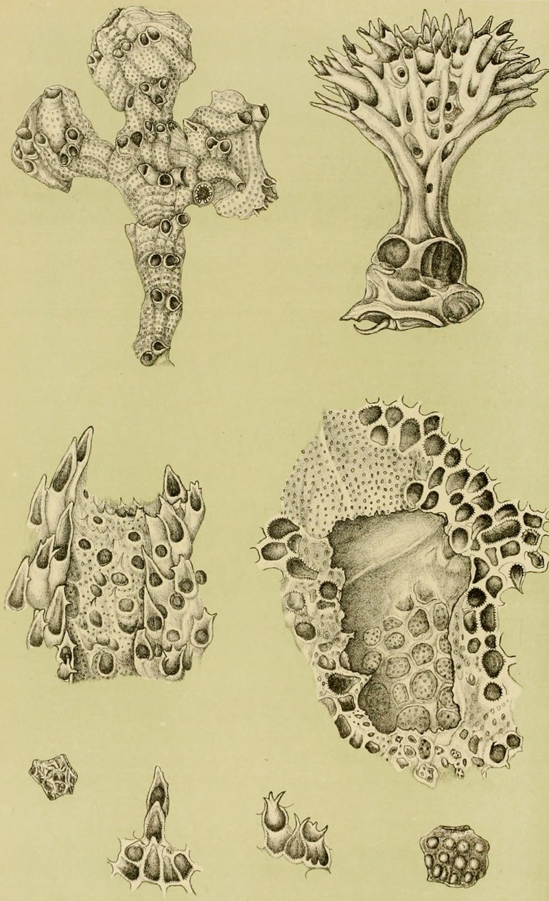 Frederick McCoy - Polyzoa IX