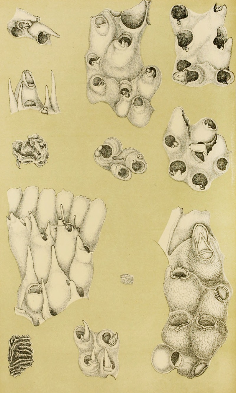 Frederick McCoy - Polyzoa VI