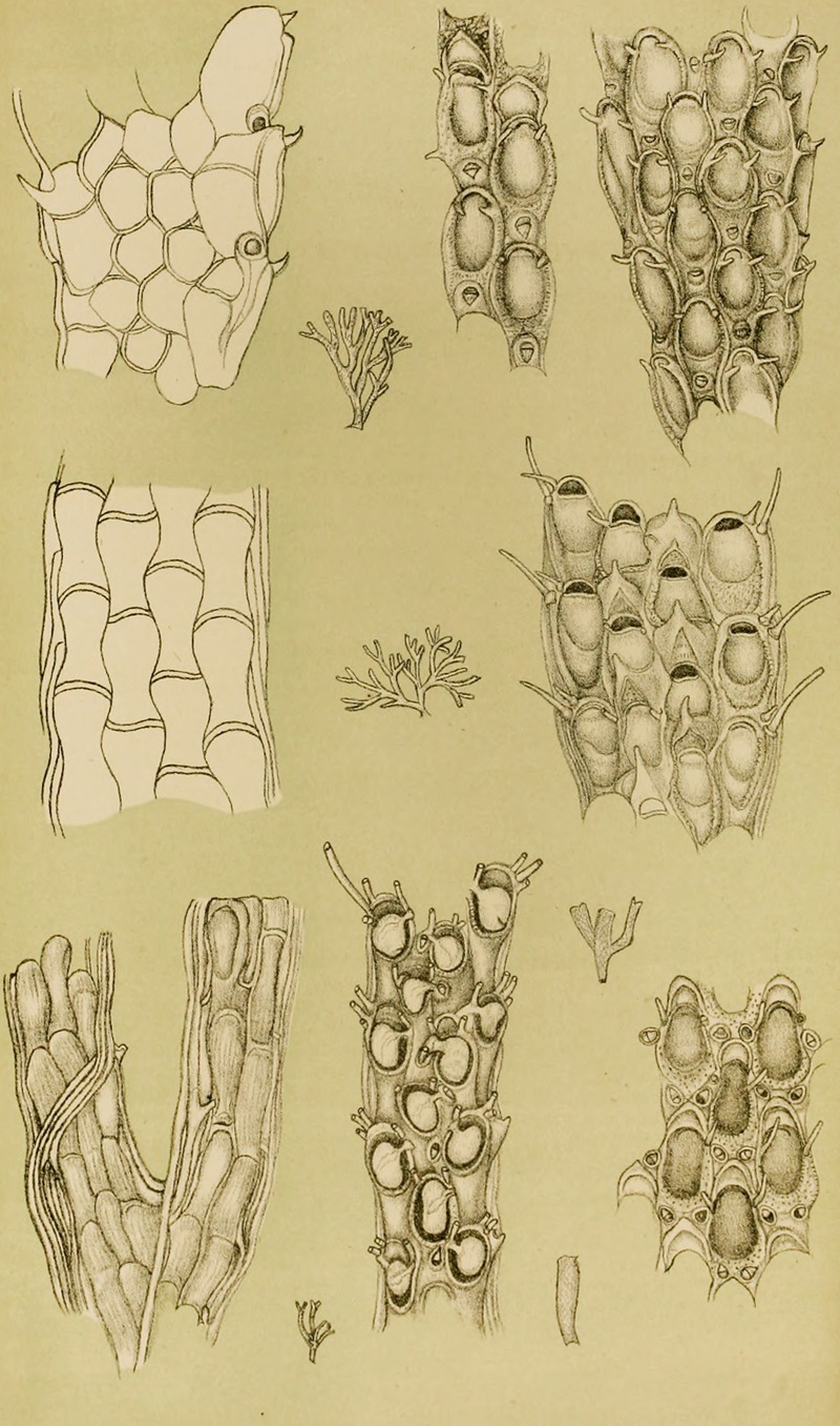 Frederick McCoy - Polyzoa X