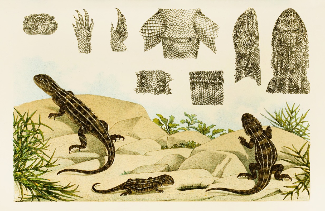 Frederick McCoy - Reptiles VII