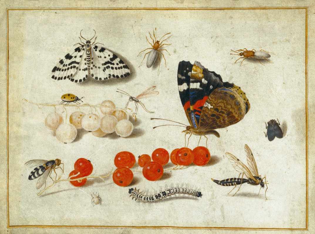 Jan van Kessel the Younger - Butterfly, Caterpillar, Moth, Insects, and Currants