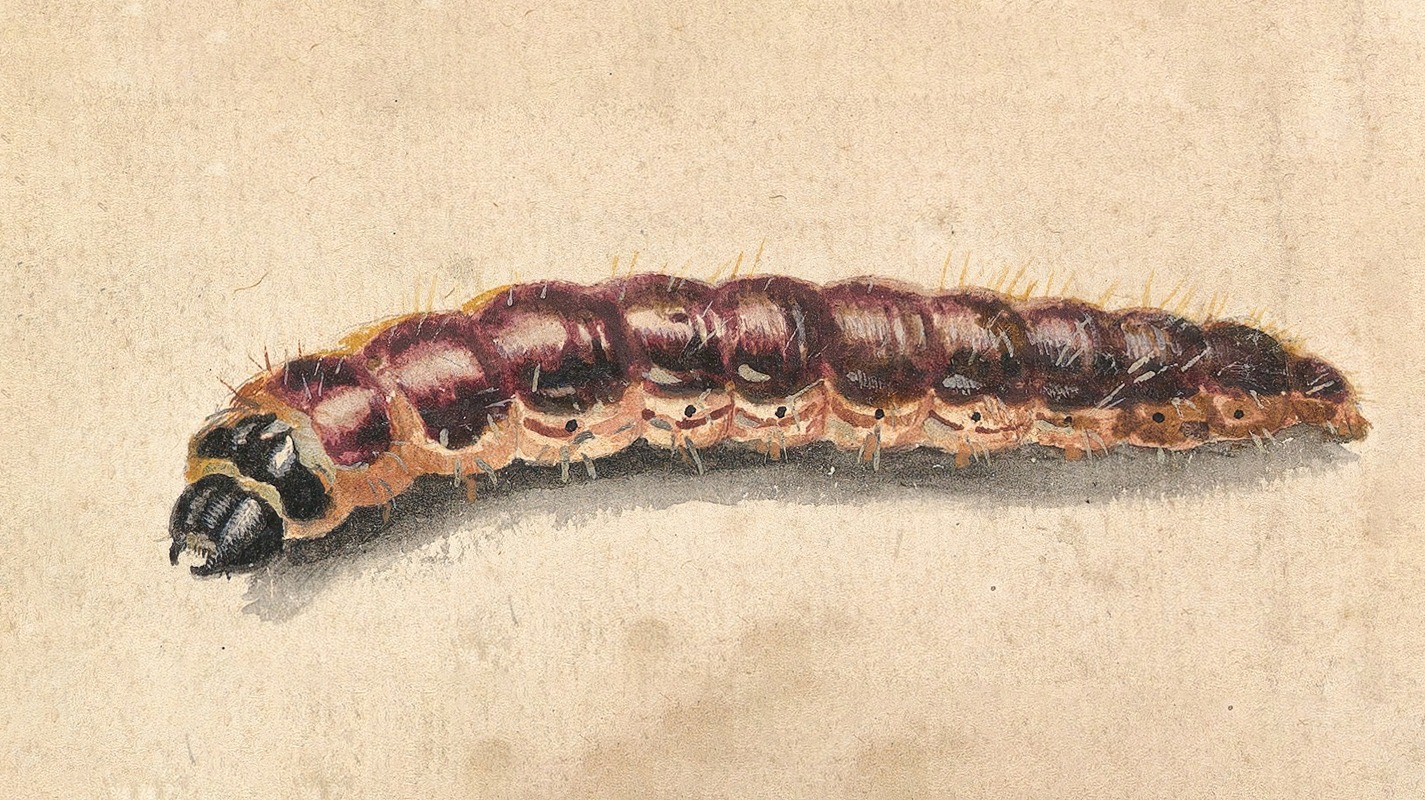 Jan Vincentsz van der Vinne - A Caterpillar