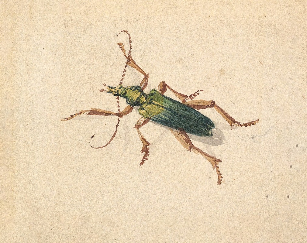 Jan Vincentsz van der Vinne - Green Beetle with Brown Legs