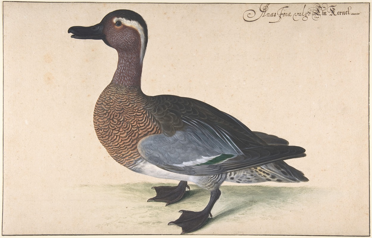 Johann Jakob Walther - A Male Teal