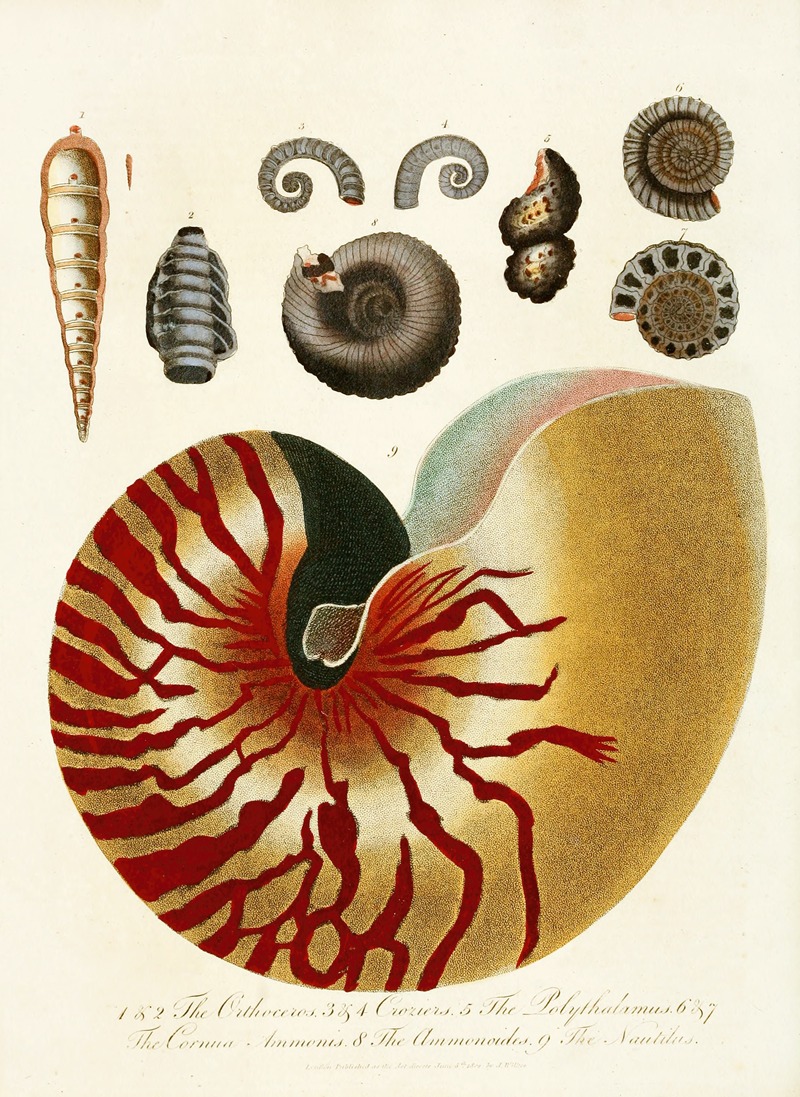 John Chapman - Encyclopaedia londinensis – Conchology Pl. 01