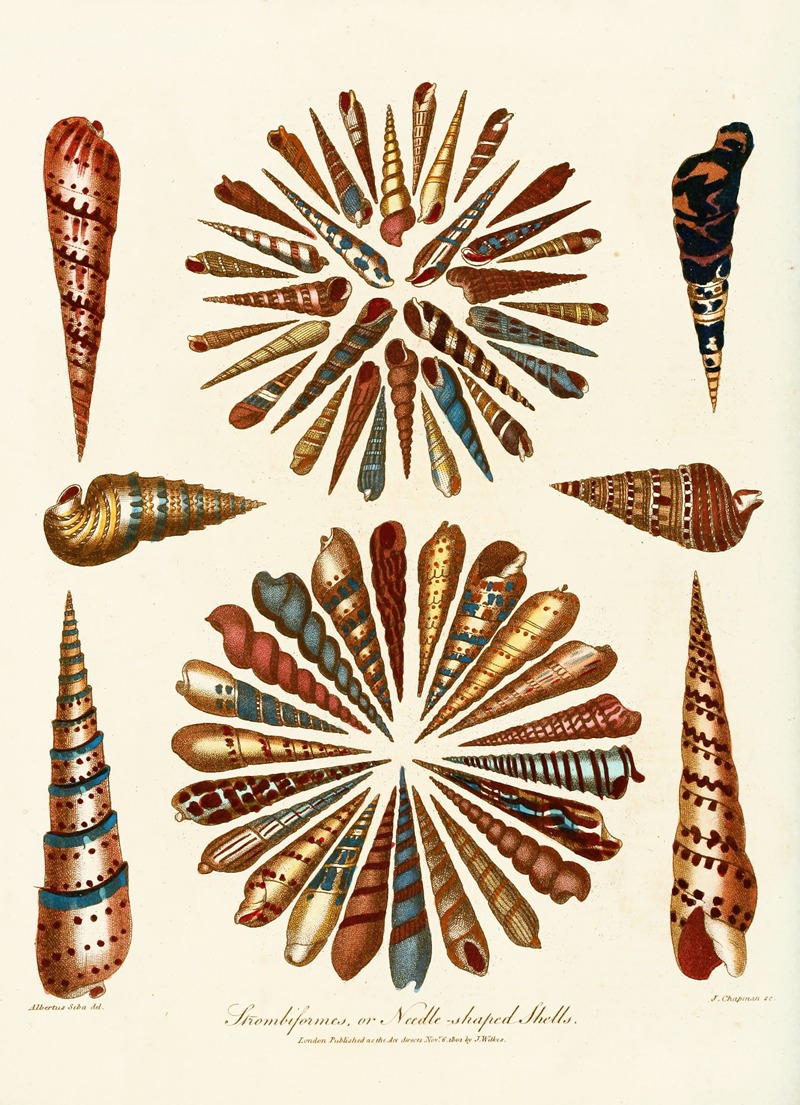 John Chapman - Encyclopaedia londinensis – Conchology Pl. 11