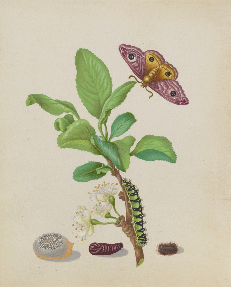 Maria Sibylla Merian - Metamorphosis of a Small Emperor Moth on a Damson Plum, plate 13 of the Caterpillar Book