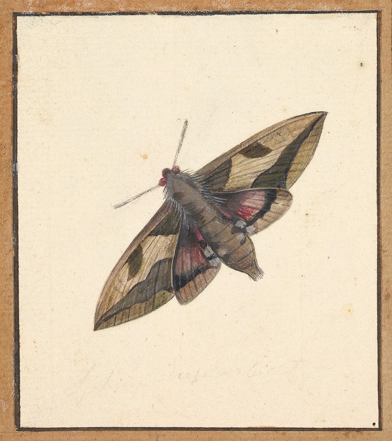 Nicolaas Struyk - A Moth