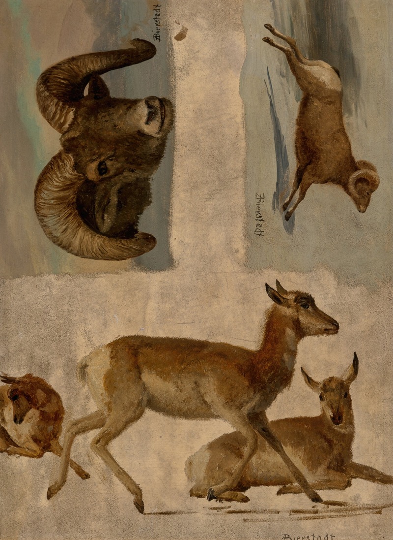 Albert Bierstadt - Study of Bighorn Sheep and Antelope