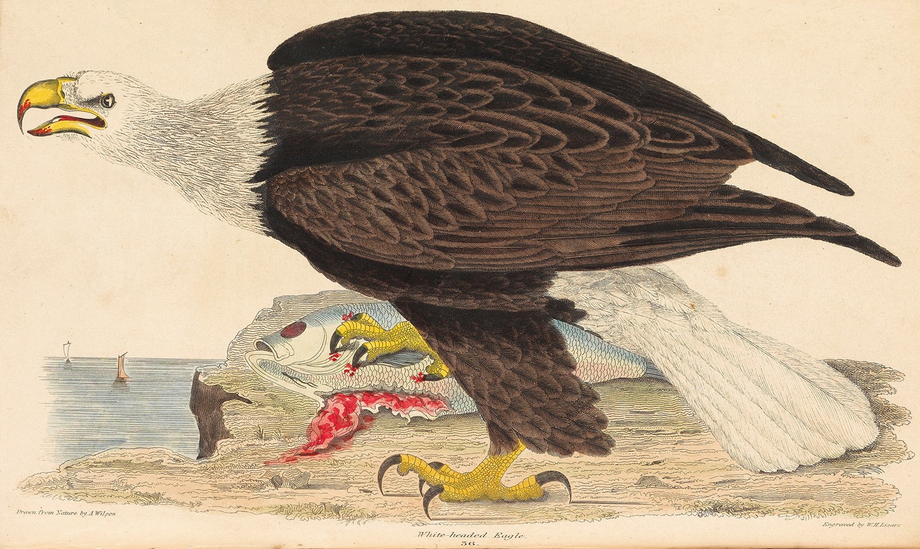 Alexander Wilson - White-headed Eagle