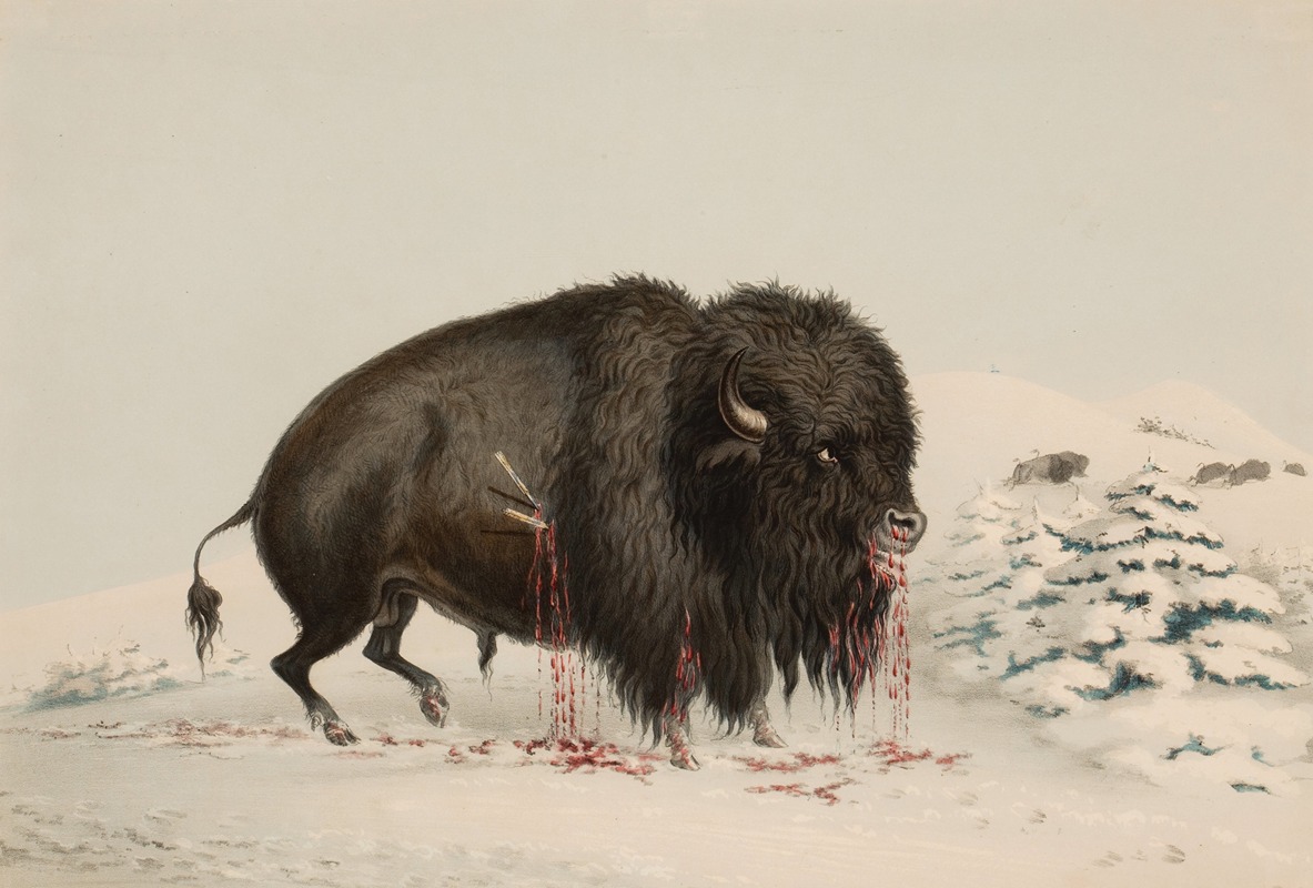 George Catlin - Wounded Buffalo Bull