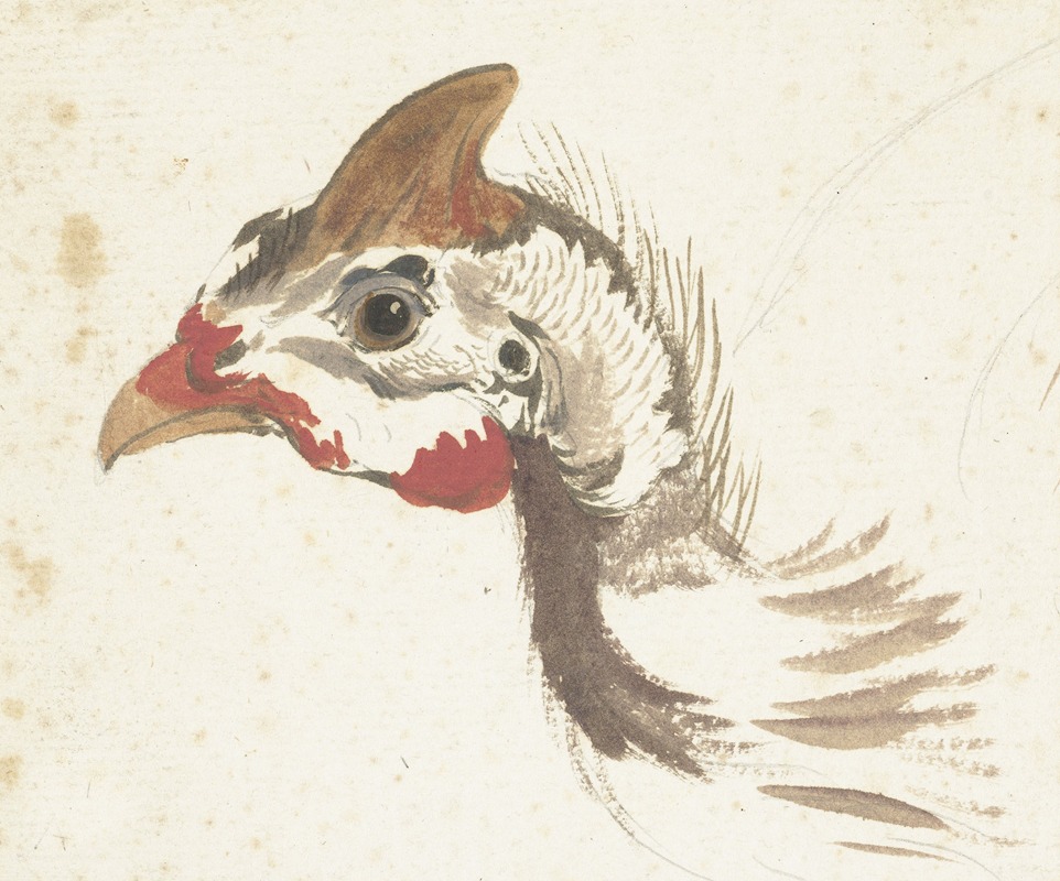Aert Schouman - Head of a Helmeted Guineafowl