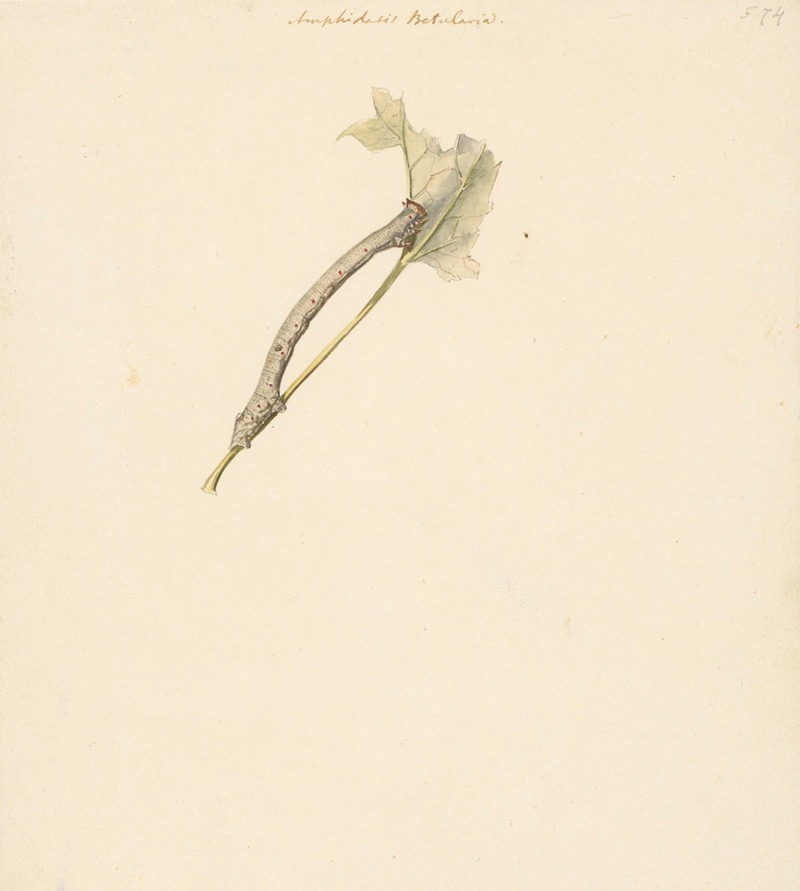 Albertus Steenbergen - Studieblad met rups, Amphidasis Betularia