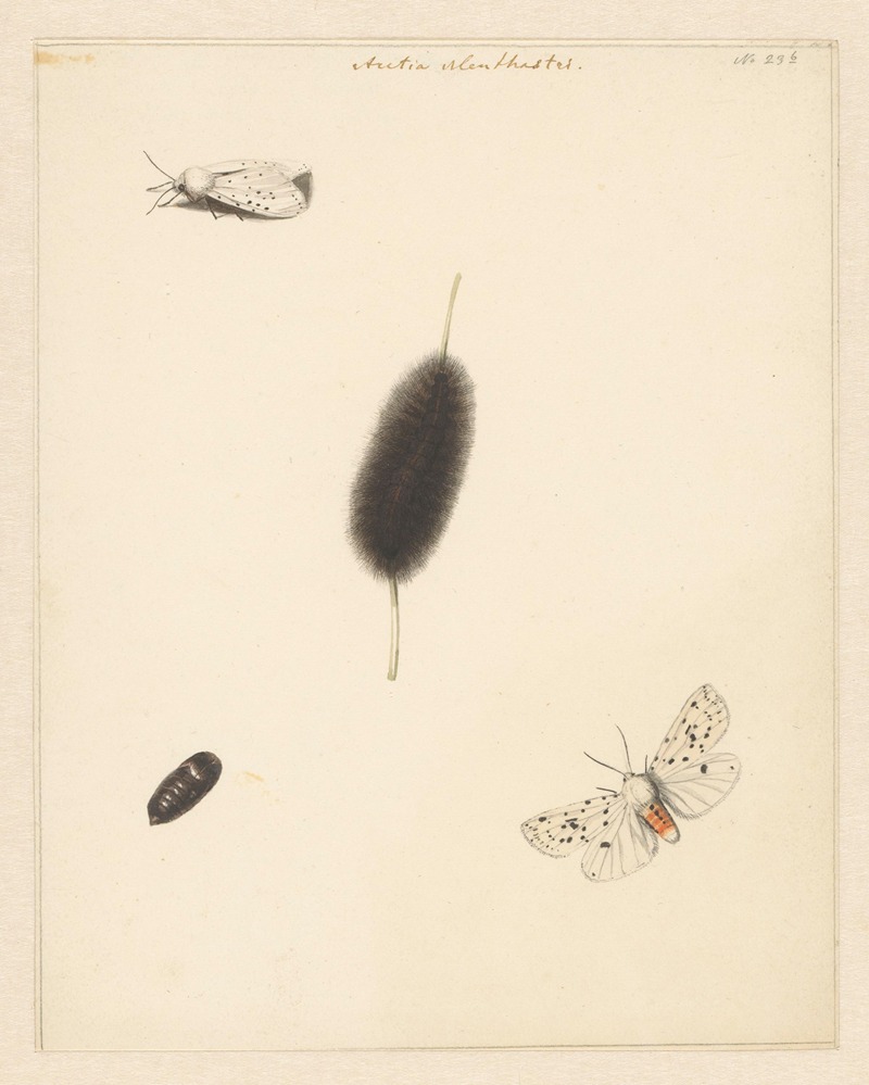 Albertus Steenbergen - Studieblad met rups, cocon en nachtvlinder met uitgespreide vleugels van de Aretia Menthastri