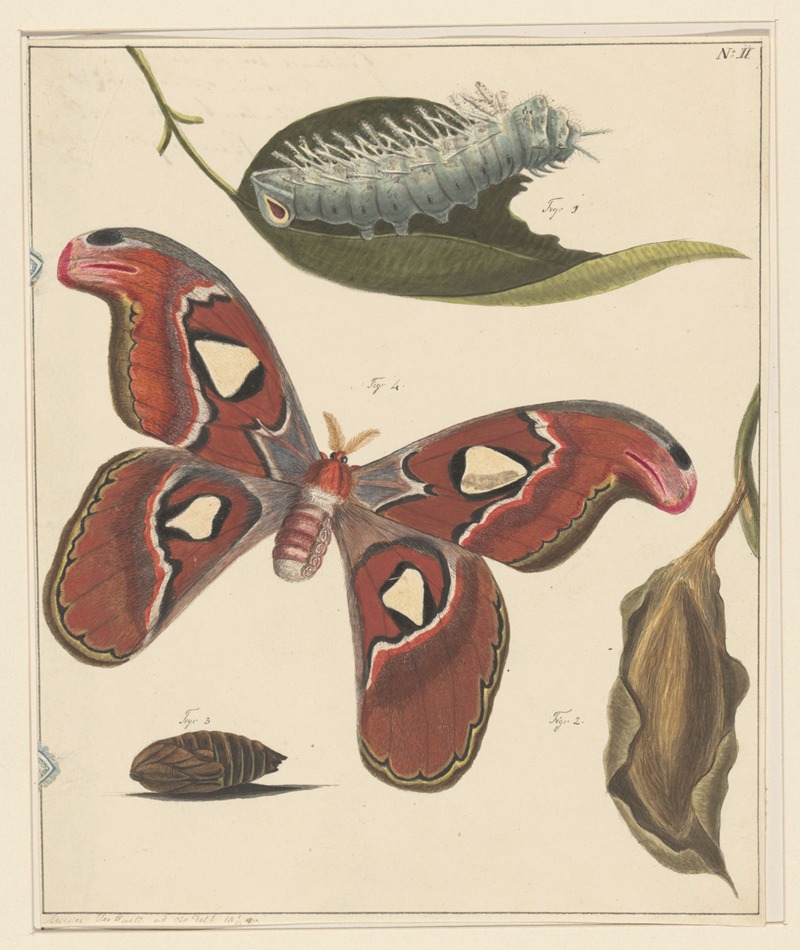 Alexander Ver Huell - Studies van een rups, een vlinder en een pop