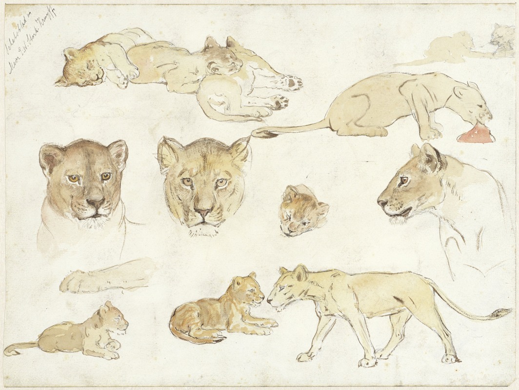 Anna Maria Kruijff - Studies van leeuwen