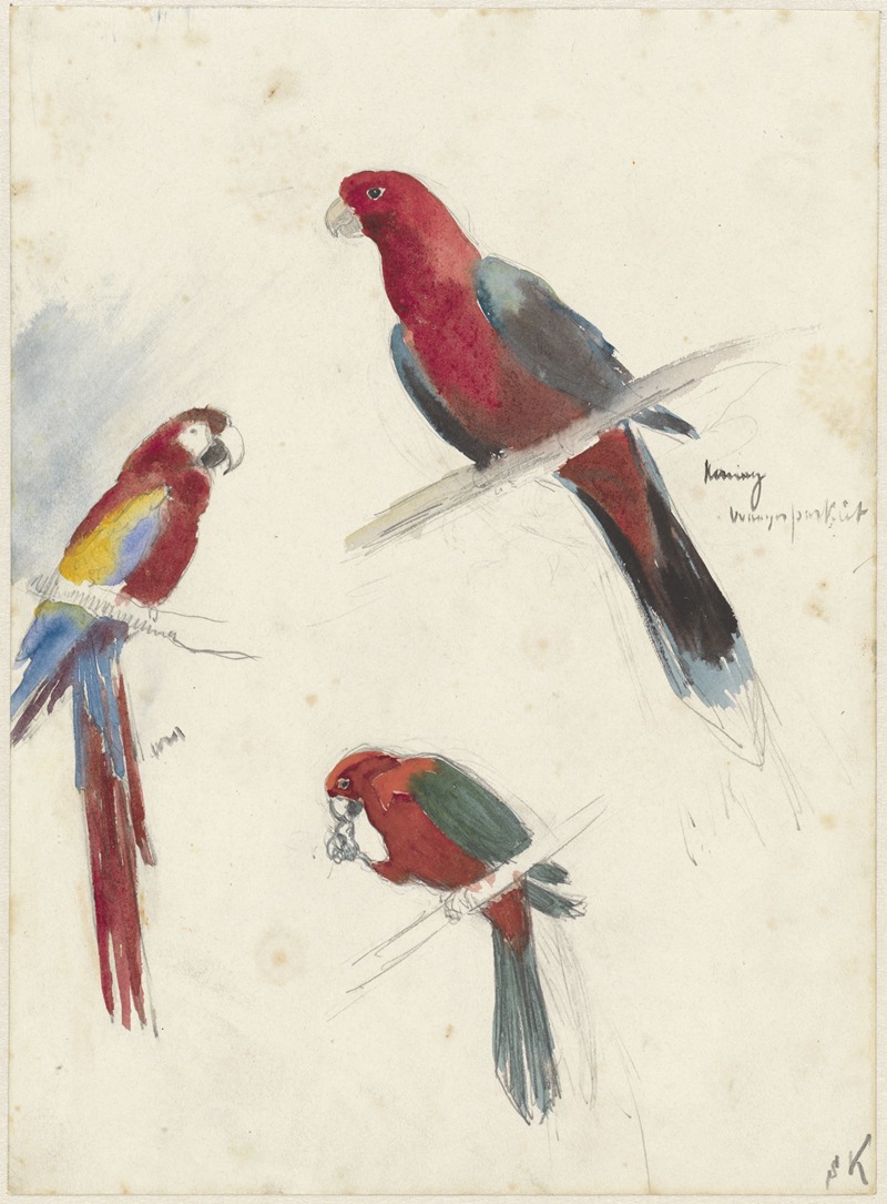 Anna Maria Kruijff - Studies van papegaaien