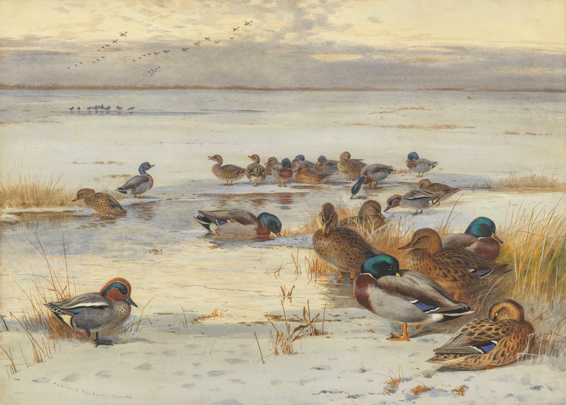 Archibald Thorburn - Mallard and teal on a snowy marsh