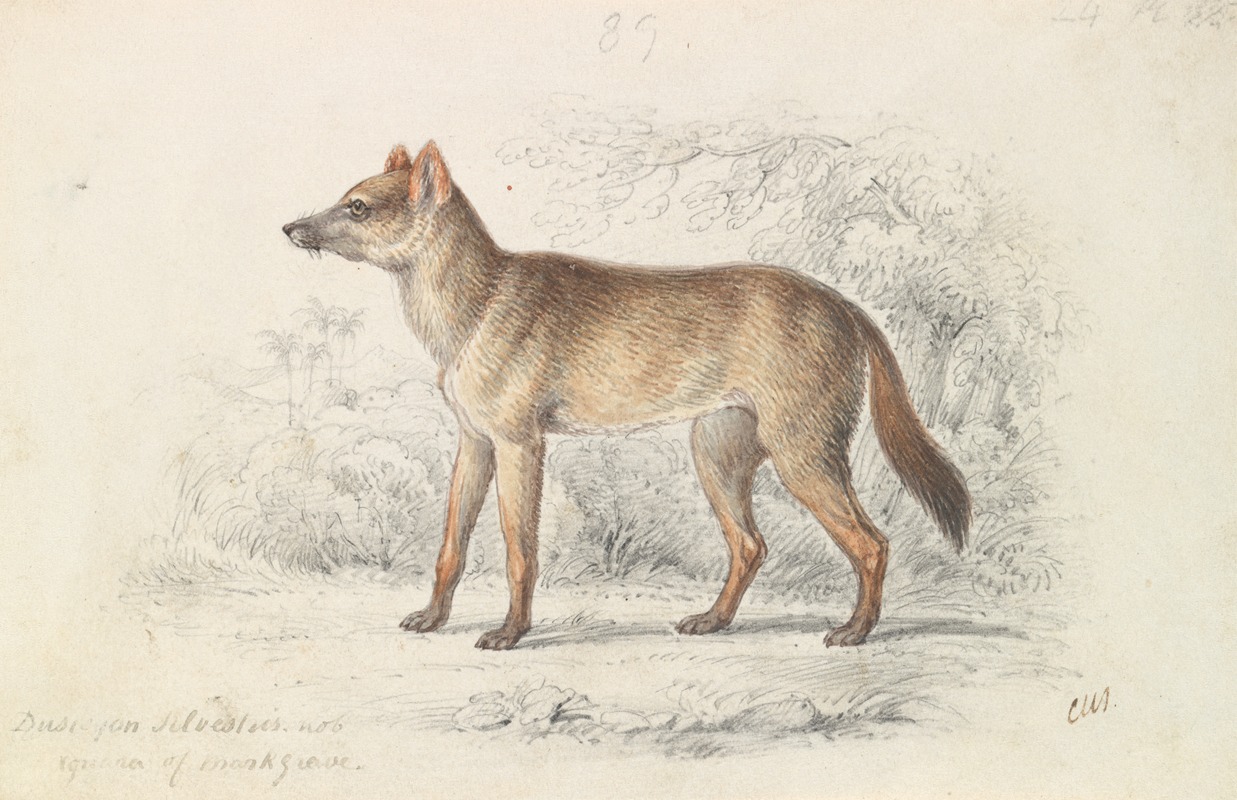 Charles Hamilton Smith - Aguara Dog of the Woods