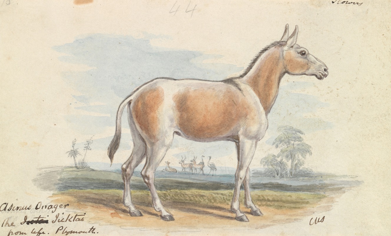 Charles Hamilton Smith - Asinus Onager Horse