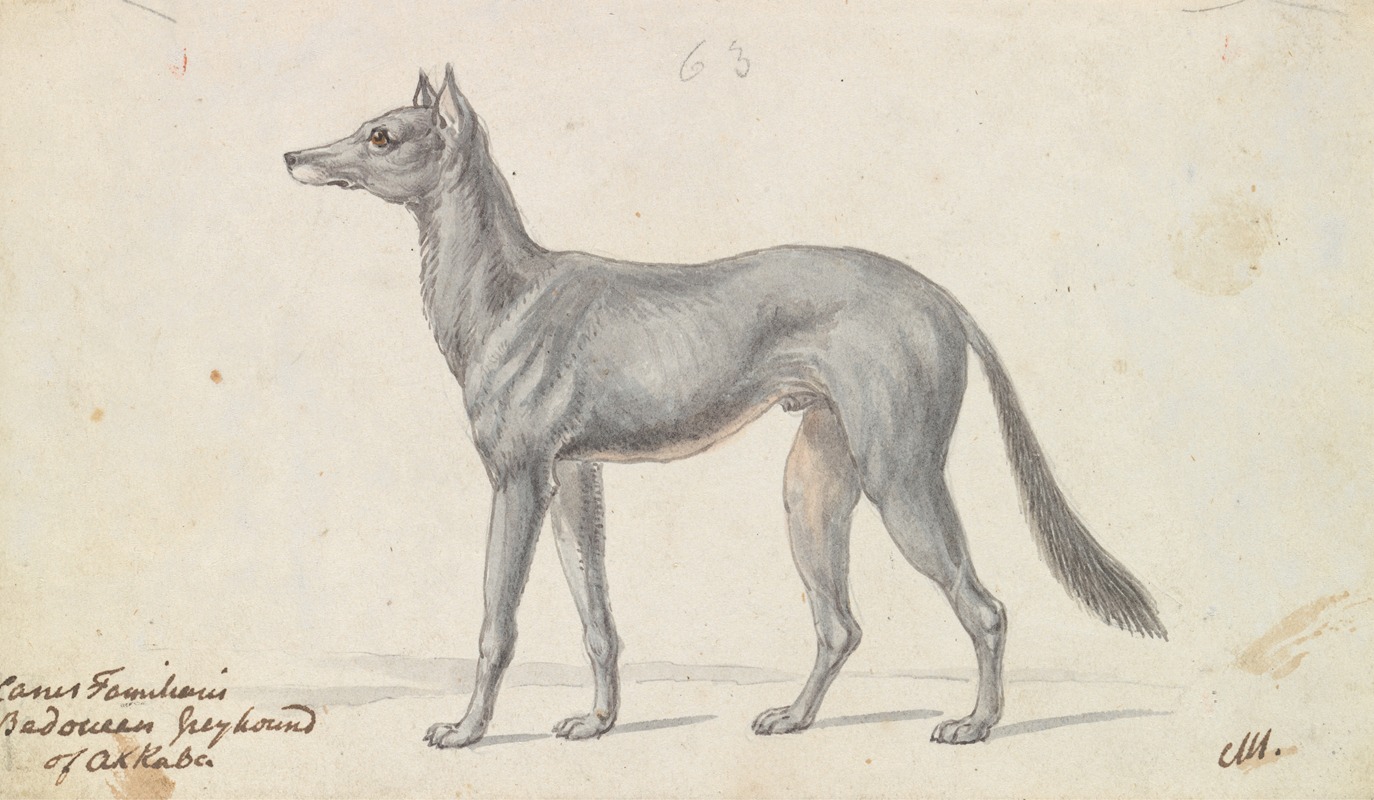 Charles Hamilton Smith - Bedouin Grayhound of Akkaba