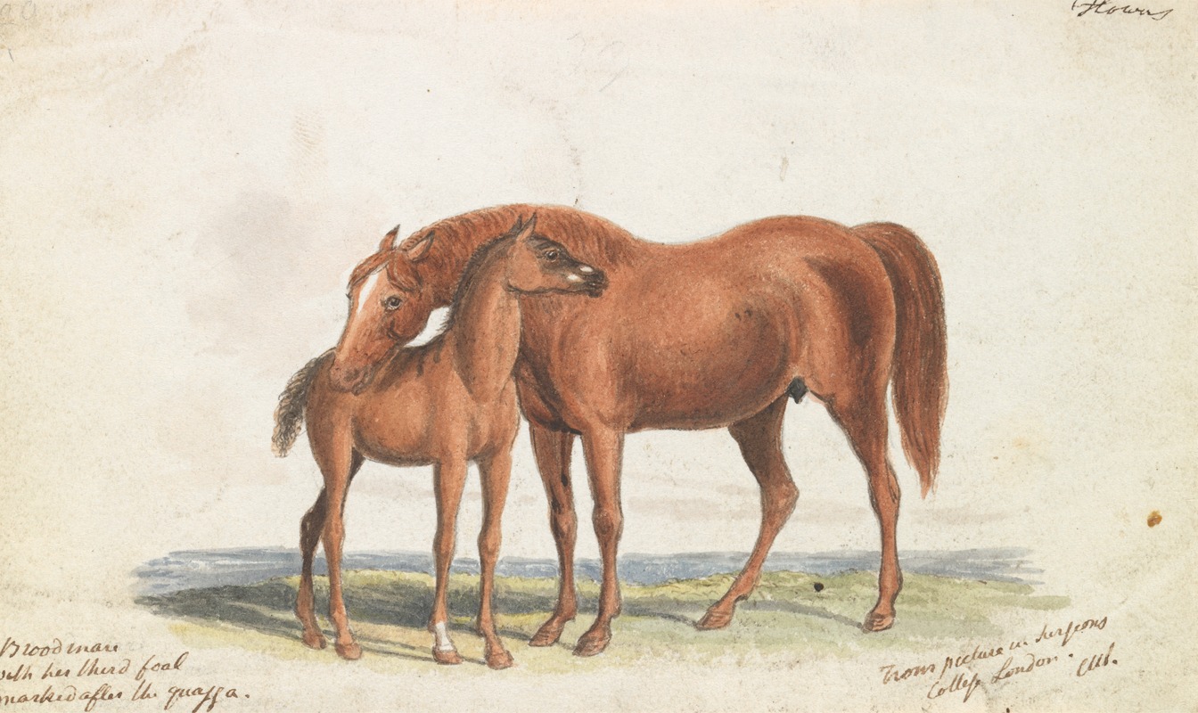 Charles Hamilton Smith - Brood Mare and Third Foal, with Marks of Quagga